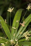 Diffused flatsedge